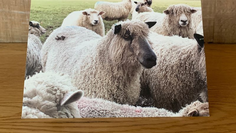 Greetings card called 'My Lovely Rare Breed Sheep' showing a photo of Annie Brown's flock of sheep