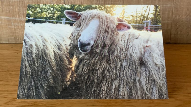 Greetings card showing a photo of a sheep called Dorothy